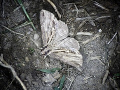 Ercheia umbrosa