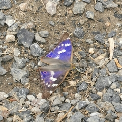 Apatura ilia