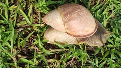Megalobulimus
