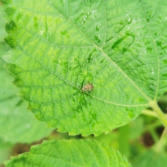 Eurystylus coelestialium