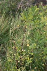 Robinia neomexicana