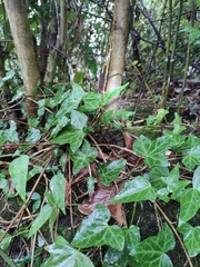 Hedera nepalensis