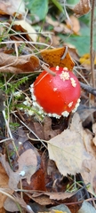 Amanita muscaria