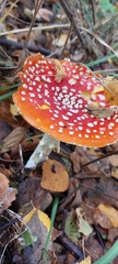 Amanita muscaria