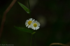 Erigeron strigosus