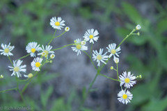 Erigeron strigosus