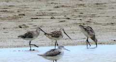 Limnodromus semipalmatus