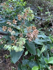 Trichodesma calycosum