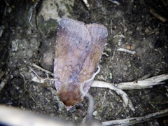 Diarsia ruficauda