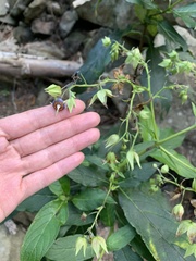 Trichodesma calycosum