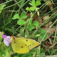 Colias poliographus