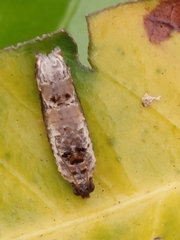Tortricoidea
