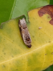 Tortricoidea