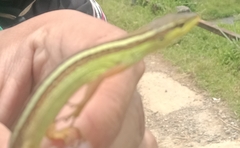 Takydromus sexlineatus