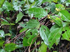 Zanthoxylum simulans