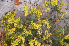 Eriogonum corymbosum