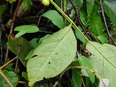 Zanthoxylum simulans