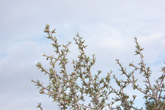 Cercocarpus ledifolius