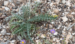 Cirsium arizonicum
