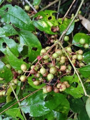 Zanthoxylum simulans