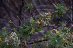 Chamaebatiaria millefolium