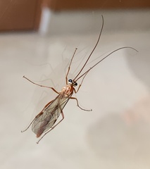 Ophion luteus