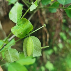Satyrium grandis