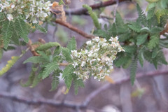 Chamaebatiaria millefolium