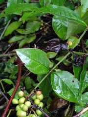 Zanthoxylum simulans