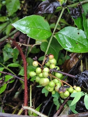 Zanthoxylum simulans