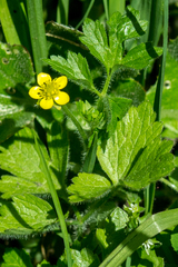 Ranunculus multifidus