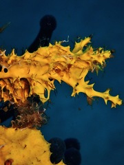 Pleraplysilla