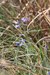 Lobelia erinus
