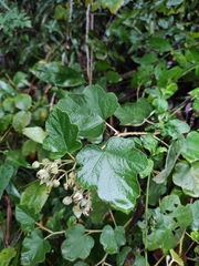 Rubus tephrodes