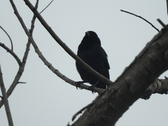 Molothrus rufoaxillaris
