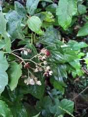 Rubus tephrodes