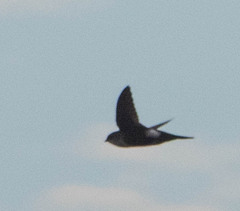 Tachycineta thalassina
