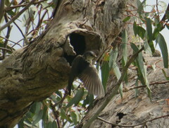 Petrochelidon nigricans