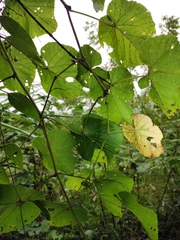 Vitis pseudoreticulata