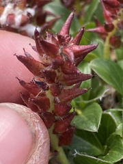 Salix phlebophylla