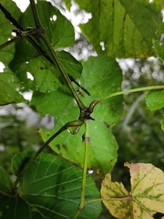 Vitis pseudoreticulata