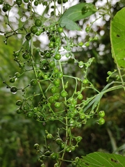 Vitis pseudoreticulata