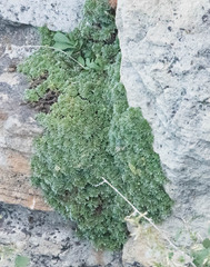 Petrophytum caespitosum