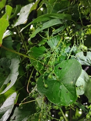 Vitis pseudoreticulata