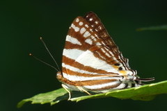 Dodona deodata