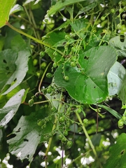 Vitis pseudoreticulata