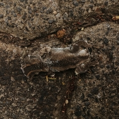 Trachylepis punctatissima