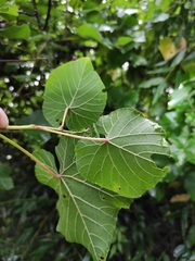 Vitis pseudoreticulata