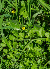 Ranunculus multifidus