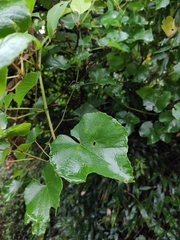 Vitis pseudoreticulata